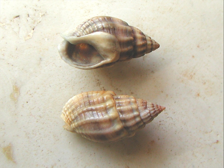 Nassariidae nel Mediterraneo